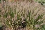 trzcinnik krótkowłosy (łac. Calamagrostis brachytricha) kod: 8740