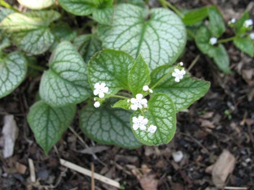 Brunnera macrophylla Mr.Morse.jpg