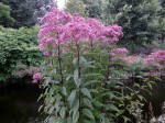 sadziec plamisty "Atropurpureum" (łac. Eupatorium maculatum) kod: 4458