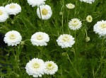 rumian szlachetny "Flore Pleno" (łac. Chamaemelum nobile) kod: 5513
