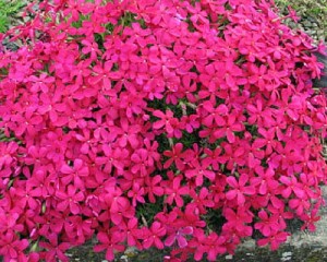 płomyk szydlasty "Temiscaming" (łac. Phlox subulata) kod: 0021