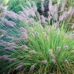 rozplenica japońska "Hameln" (łac. Pennisetum alopecuroides) kod: 3948