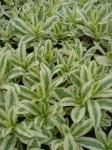 niezapominajka błotna "Variegata" (łac. Myosotis palustris) kod: 3699