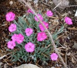 goździk siny "Eydangeri" (łac. Dianthus gratianopolitanus) kod: 3097