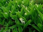 konwalia majowa (łac. Convallaria majalis) kod: 1013