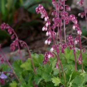 żurawka nadobna (łac. Heuchera pulchella) kod: 7369