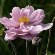 anemone hybryda monterosa