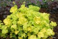 Heuchera Lime Rickey.jpg