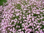 łyszczec  "Rosenschleier" (łac. Gypsophila) kod: 3124