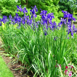 kosaciec syberyjski (łac. Iris sibirica) kod: 1266