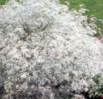 łyszczec wiechowaty "Snow Flake" (łac. Gypsophila paniculata) kod: 0254