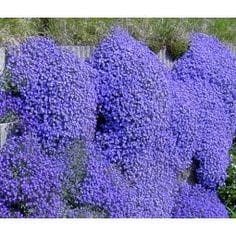 Aubrieta Audrey Mild Blue