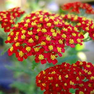 krwawnik pospolity "Paprika" (łac. Achillea millefolium) kod: 0202