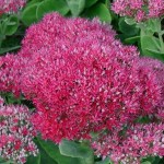 rozchodnik okazały "Carl" (łac. Sedum spectabile) kod: 8844