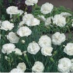 goździk siny "Ohrid" (łac. Dianthus gratianopolitanus) kod: 3104