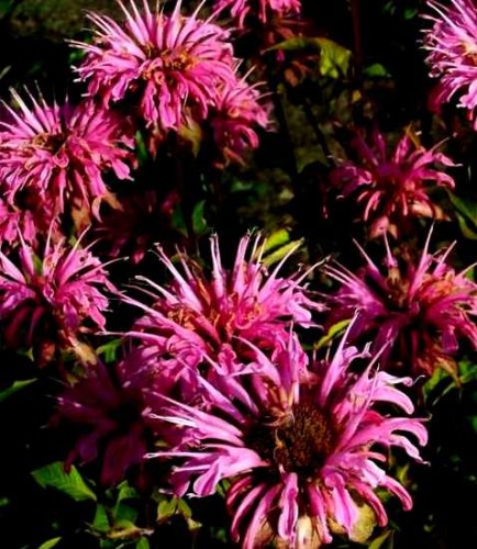 481844074fbc17c4192323fc5e03593849c4665e