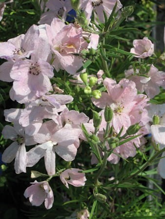 Delphinium grandiflorum Delix Rose