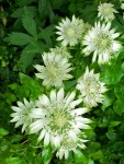 jarzmianka większa "Alba" (łac. Astrantia major) kod: 9475