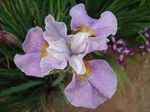 kosaciec syberyjski "Dance Balerina Dance" (łac. Iris sibirica) kod: 9639