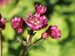jarzmianka większa "Primadonna" (łac. Astrantia major) kod: 9090