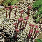 rojnik pajęczynowaty "Claerchen" (łac. Sempervivum arachnoideum) kod: 7540