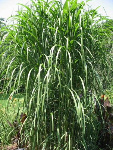 Miscanthus floridulus.jpg
