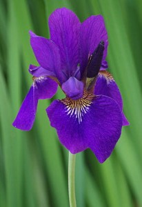 kosaciec syberyjski "Purple" (łac. Iris sibirica) kod: 7450