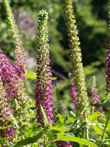 Teucrium hyrcanicum