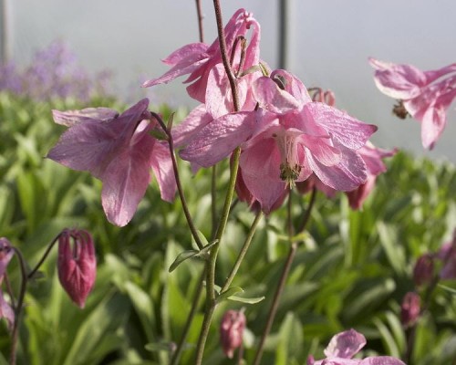 Aquilegia vulgaris Heidi.jpg