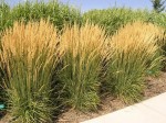 trzcinnik ostrokwiatowy "Karl Foerster" (łac. Calamagrostis x acutiflora) kod: 8299