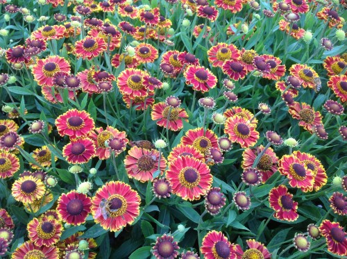 helenium bandera