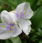 trzykrotka wirginijska "Osprey" (łac. Tradescantia virginiana) kod: 6805