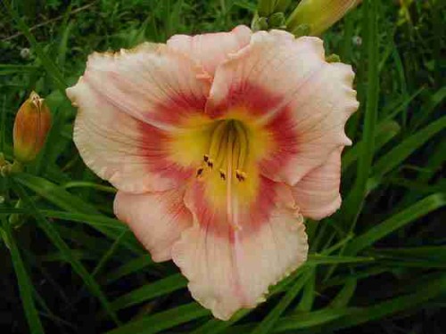 Hemerocallis Buffy's Doll.JPG