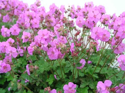 GERANIUM_Karmina.jpg