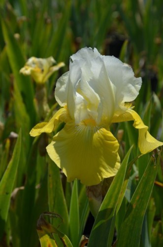 Iris-elatior-Tulip-Festival