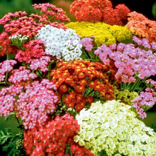 Achillea millefolium Summer Pastels