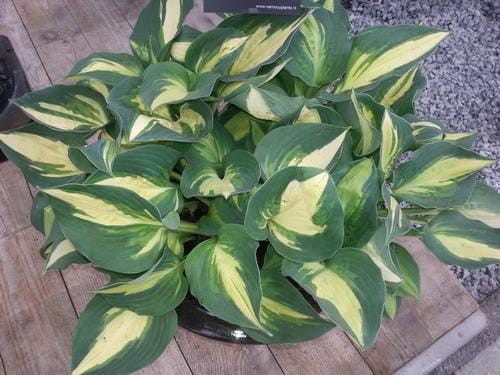 Hosta Lakeside Cupcake