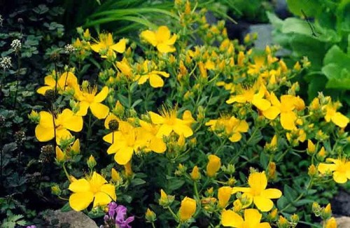 Hypericum polyphyllum ’Grandiflora’.jpg