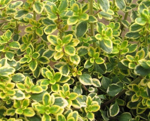Thymus Lemon Variegata