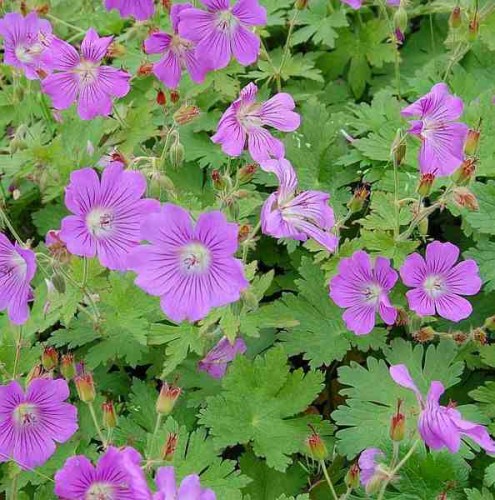Geranium-Gracile-Sirak.jpg