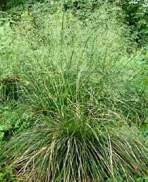 deschampsia caespitosa tautrager