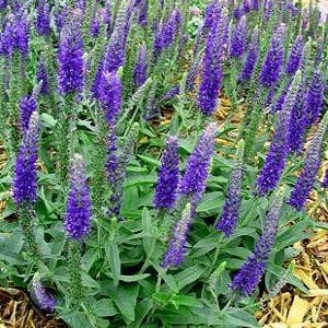 611f487bc9e906d802e712bf0730f23261d42dc1