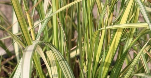 Calamagrostis England