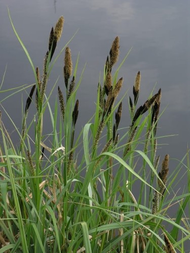 carex riparia