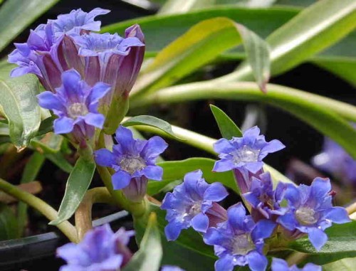 Gentiana gracilipes.JPG