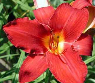 Hemerocallis Kardynał Wyszyński.jpg