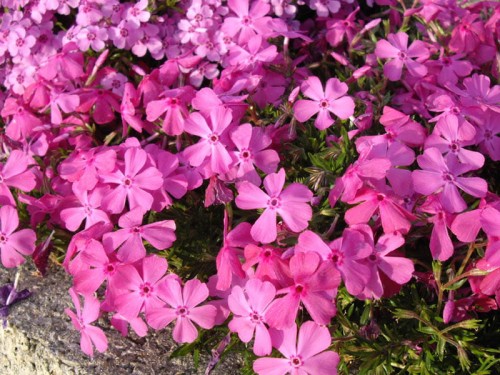 Phlox subulata 'McDaniels Cushion'.JPG