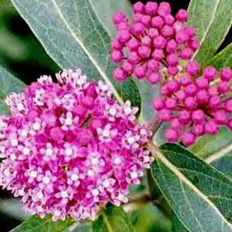 Asclepias-Incarnata-Cinderella