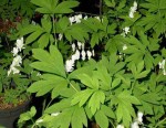 serduszka okazała "Alba" (łac. Dicentra spectabilis) kod: 5423