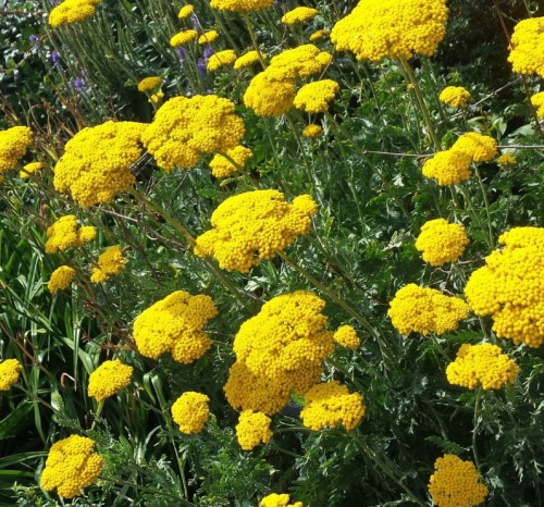 achillea  filipendulina cloth-of-gold